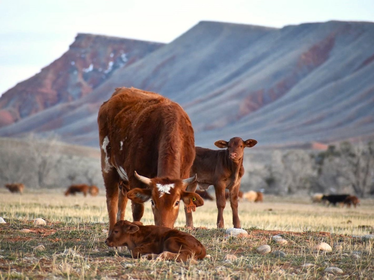 Cattle at Paintrock Canyon Ranch in Wyoming, photo: Shiner Webb