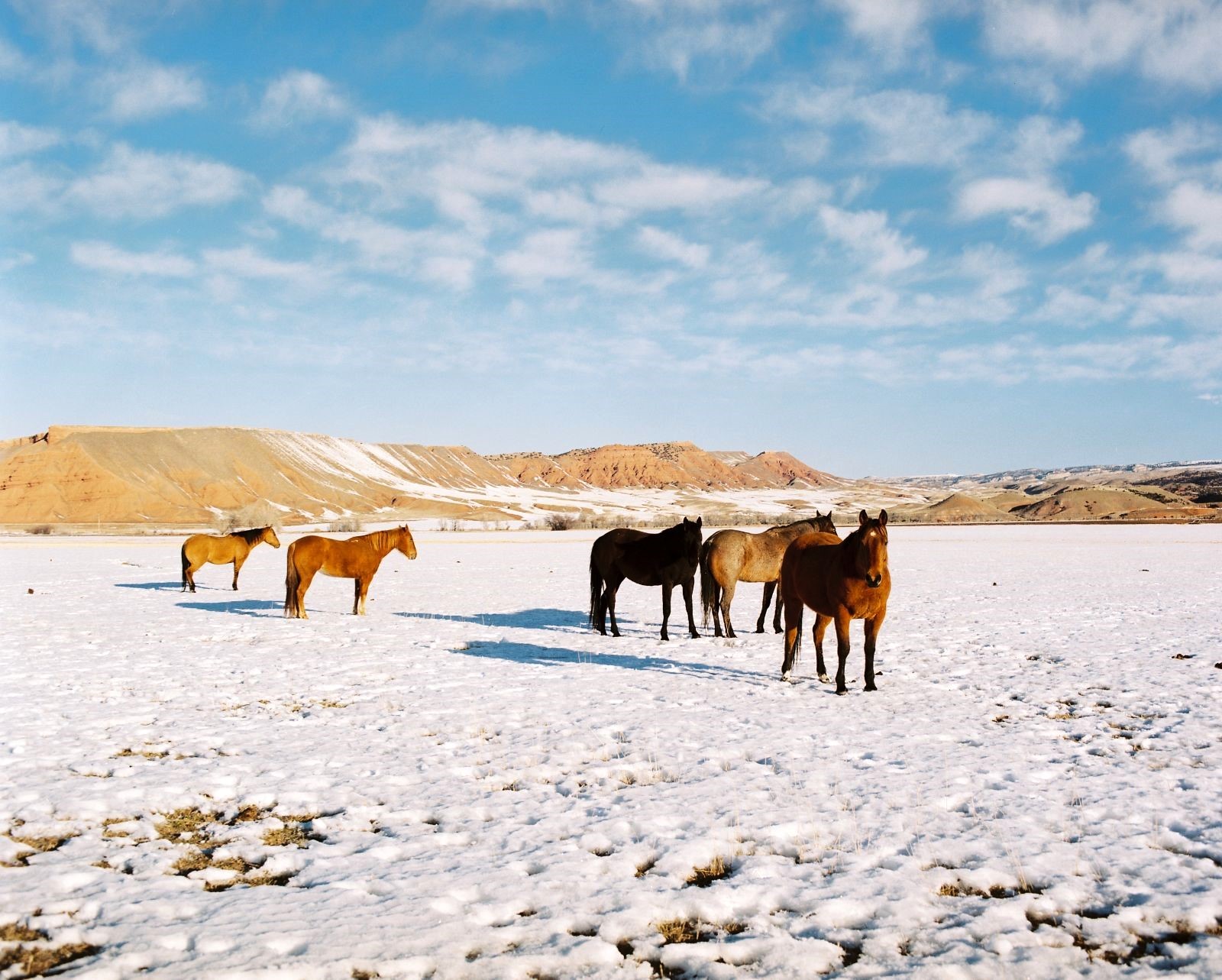 Horses on the grounds of Paintrock Canyon Ranch in Wyoming, photo: Bruno Mangas