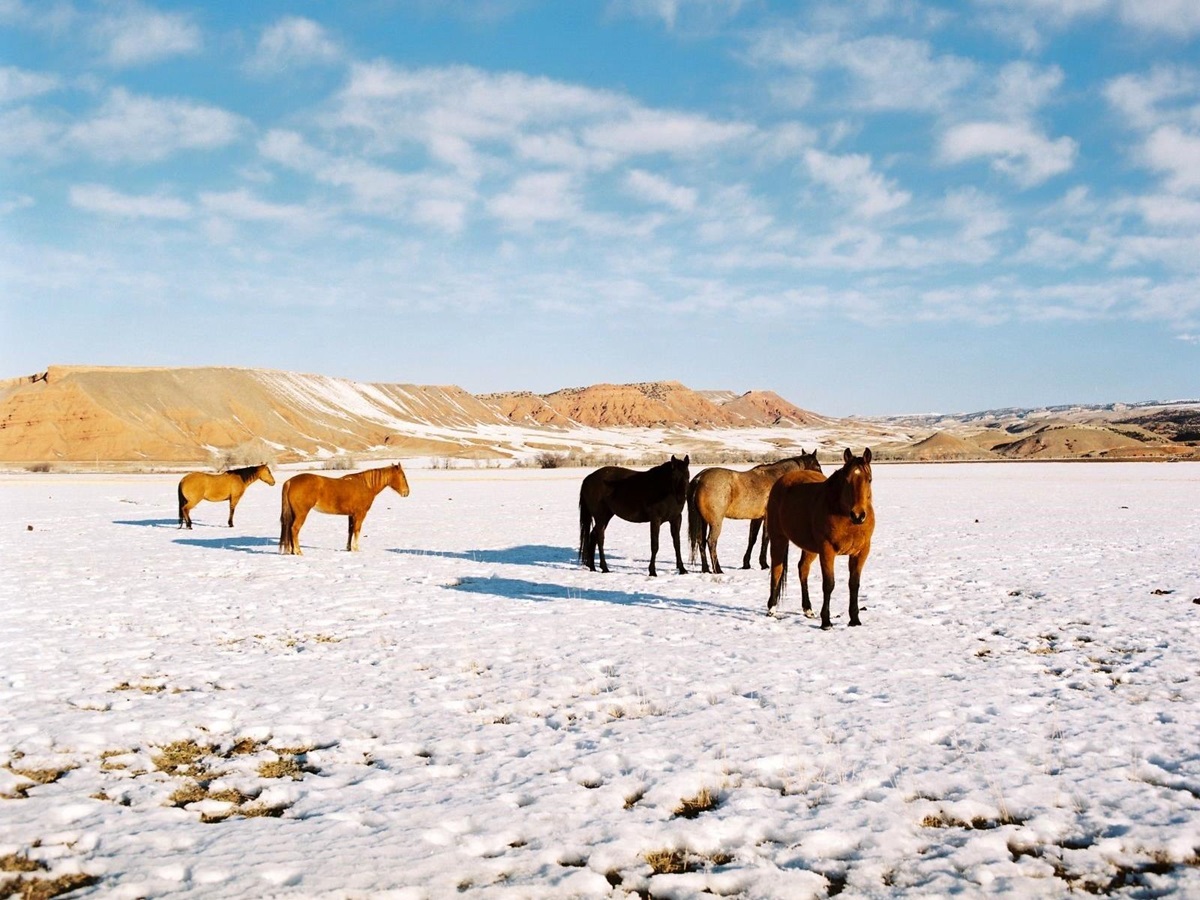 Horses on the grounds of Paintrock Canyon Ranch in Wyoming, photo: Bruno Mangas