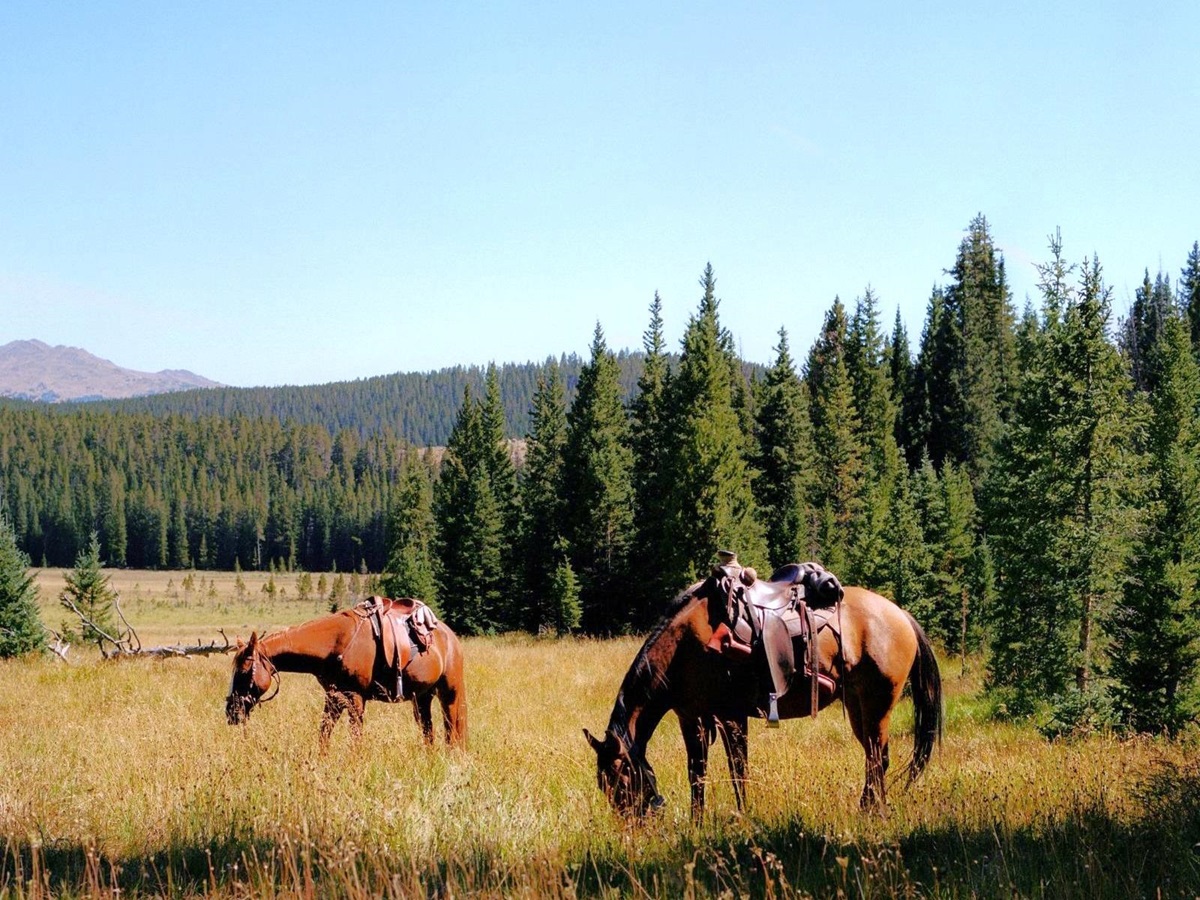 Horses belonging to Paintrock Canyon Ranch in Wyoming, photo: Jared Chambers