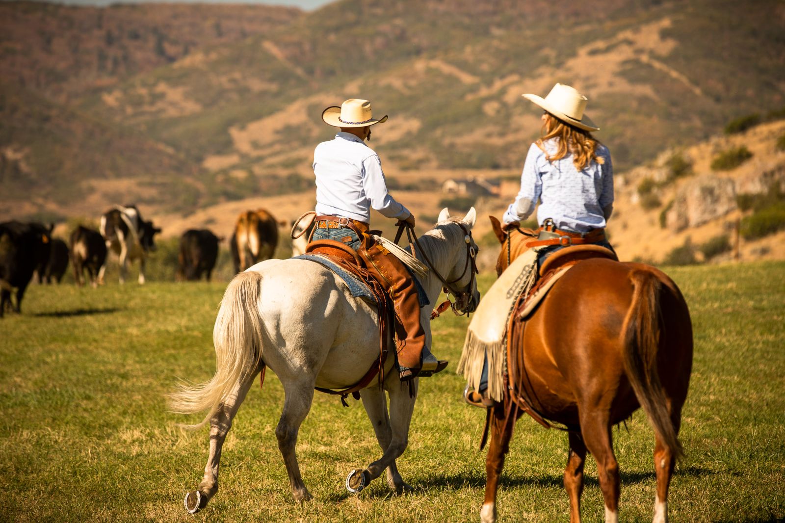 Couple riding horses and cattle moving at luxury lodge The Lodge at Blue Sky