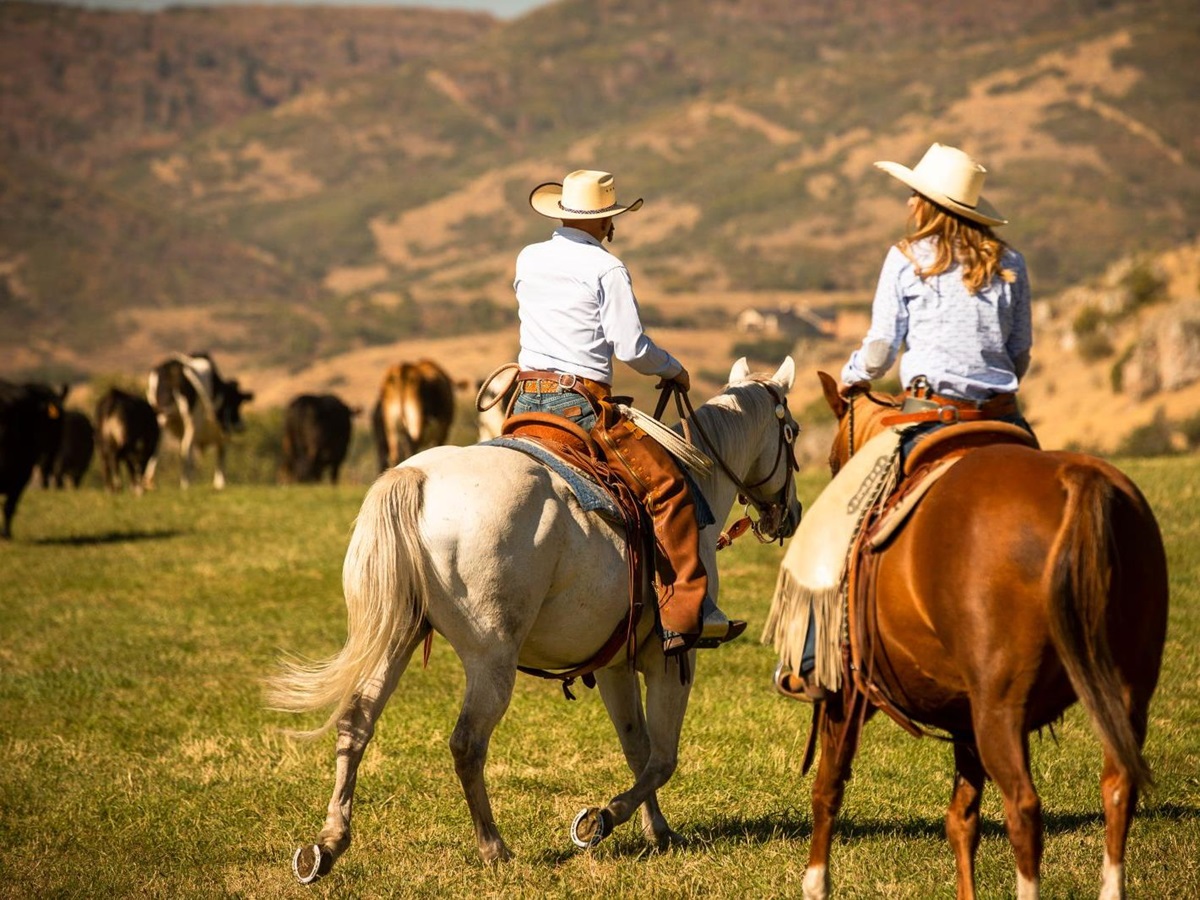Couple riding horses and cattle moving at luxury lodge The Lodge at Blue Sky