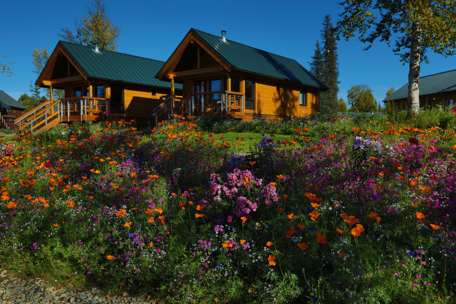 Cabins and grounds at Tordrillo Mountain Lodge Alaska