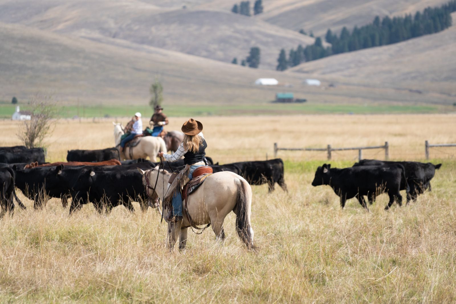 Cattle field at Triple Creek Ranch in Montana, USA