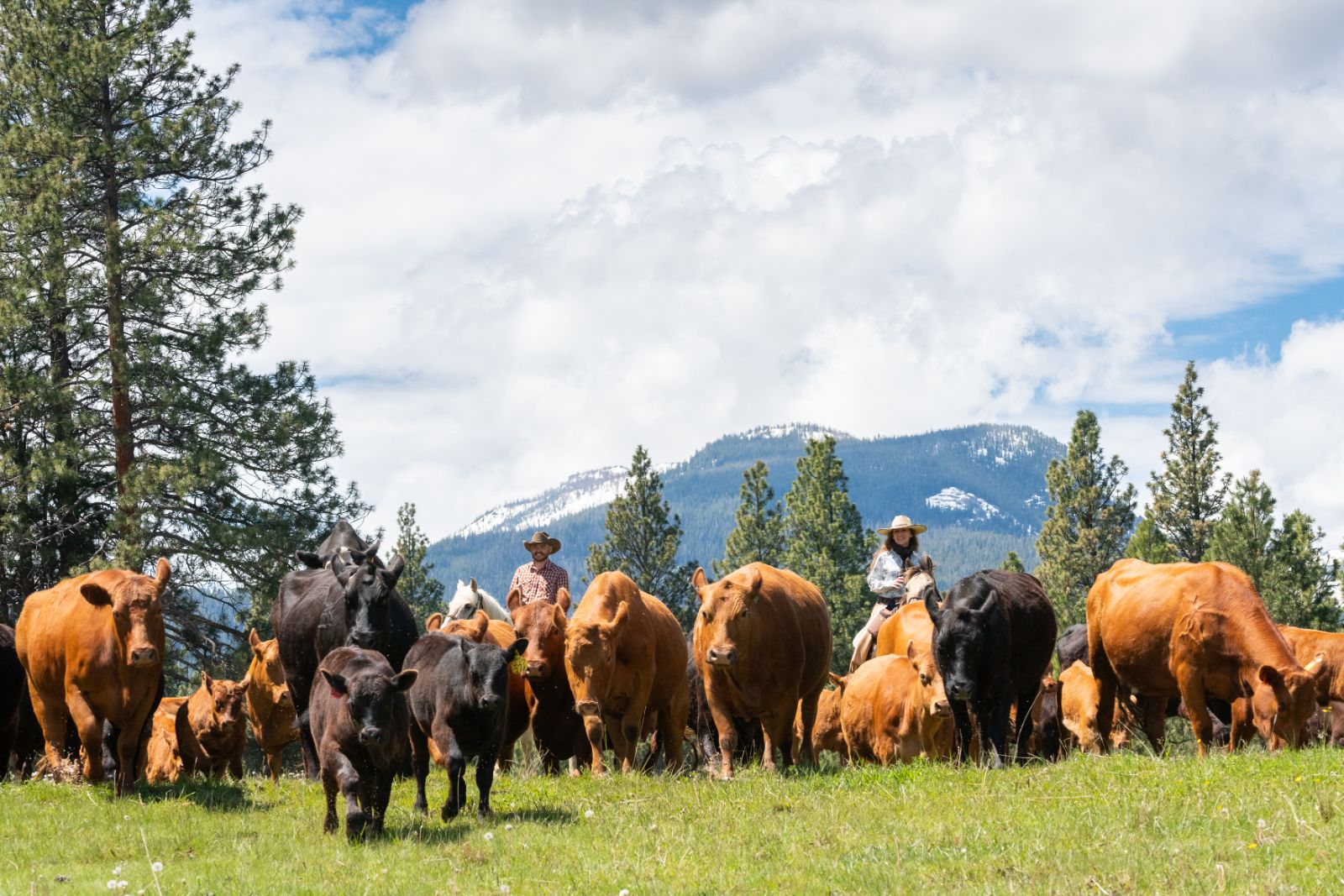 cattledrive at Triple Creek Ranch in Montana, USA