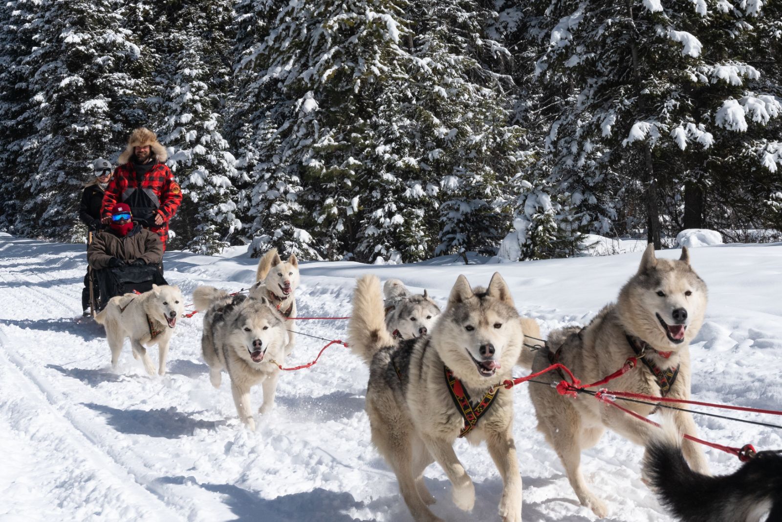 Dog sled during winter at Triple Creek Ranch in Montana, USA