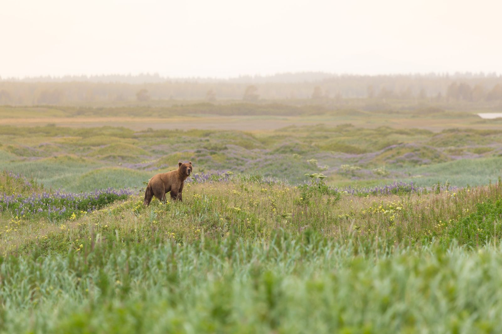 A bear spotted on the grounds of Ultima Thule Lodge in Alaska's Wrangell-St. Elias National Park