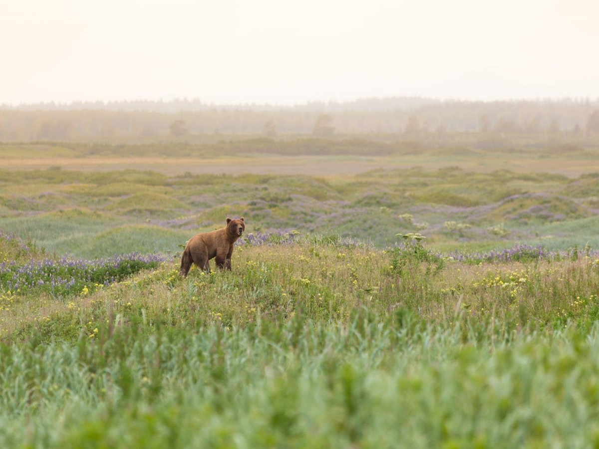 A bear spotted on the grounds of Ultima Thule Lodge in Alaska's Wrangell-St. Elias National Park