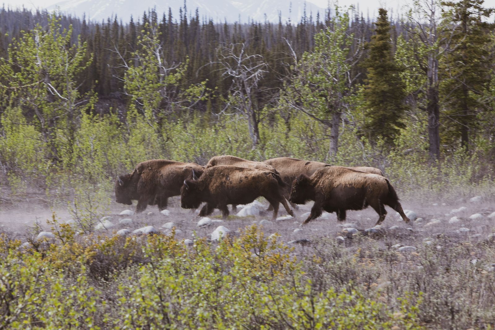 Bison on the grounds of Ulitma Thule Lodge in Alaska's Wrangell-St Elias. National Park