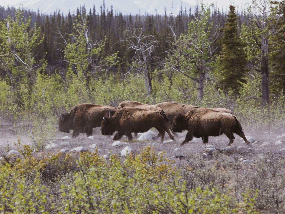 Bison on the grounds of Ulitma Thule Lodge in Alaska's Wrangell-St Elias. National Park