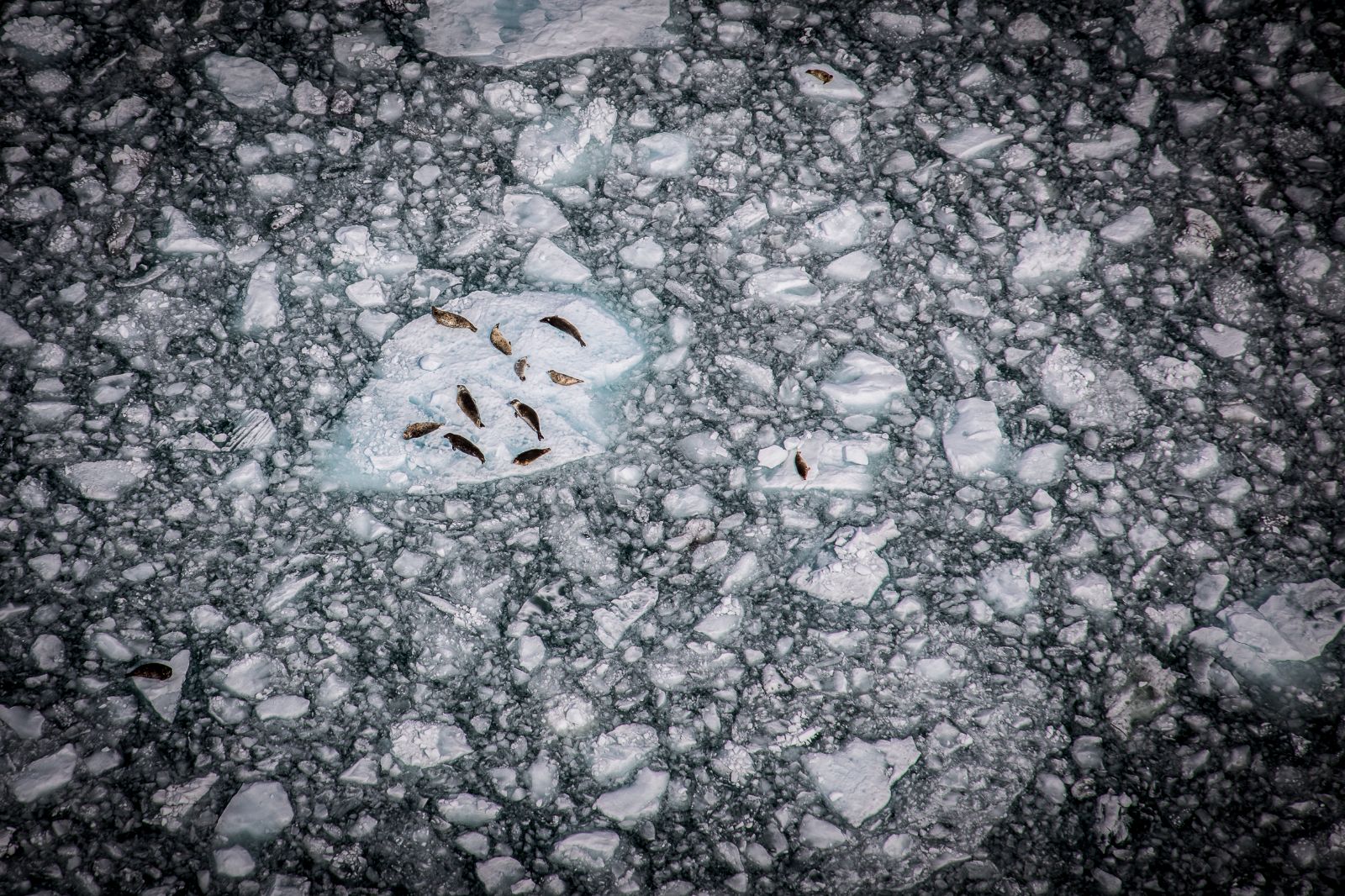Seals spotted near the grounds of Ulitma Thule Lodge in Alaska's Wrangell-St Elias. National Park