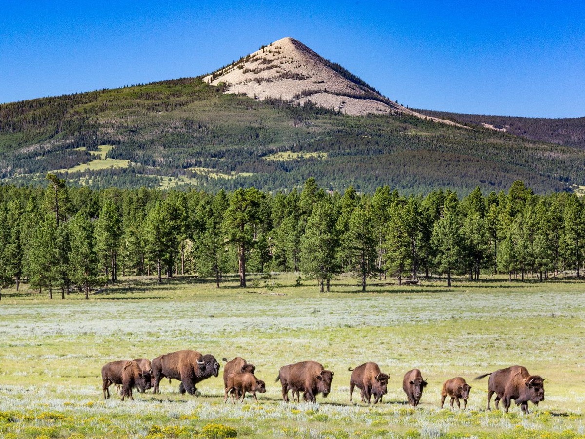 Bison grazing in the plains near Ted Turner's Vermejo reserve in New Mexico USA