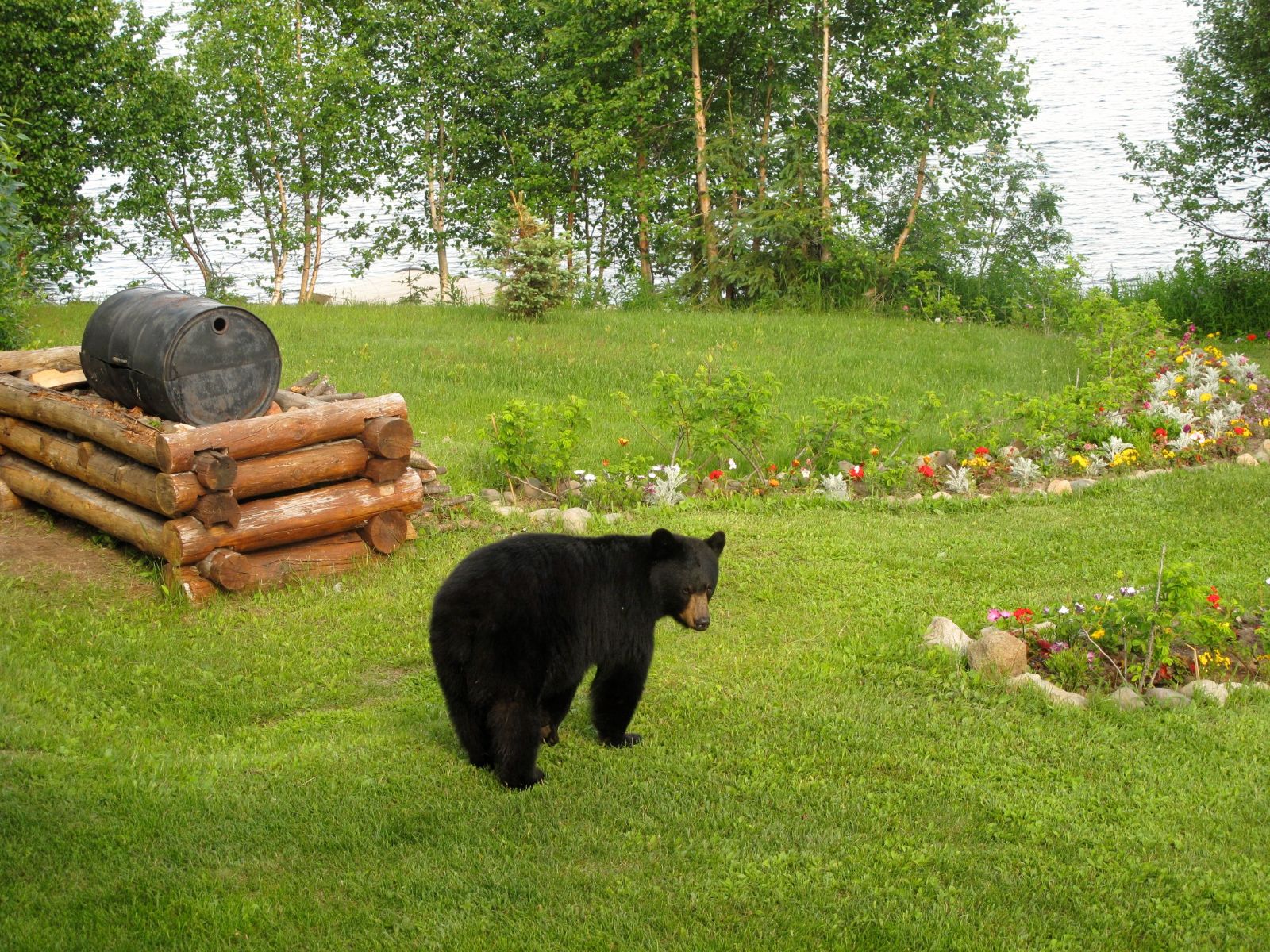 Black bear spotted on the grounds of Winterlake Lodge in Alaska, USA