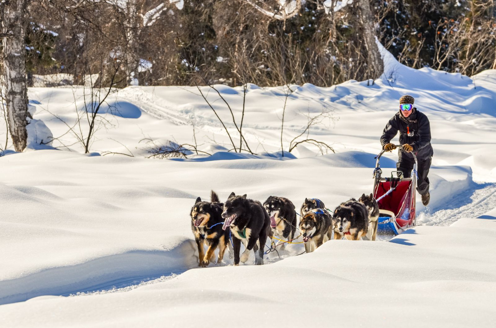 Dog sledding on the grounds of Winterlake Lodge in Alaska, USA