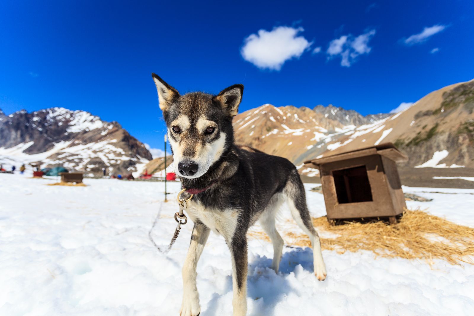 Bailey the snow dog on the grounds of Winterlake Lodge in Alaska, USA