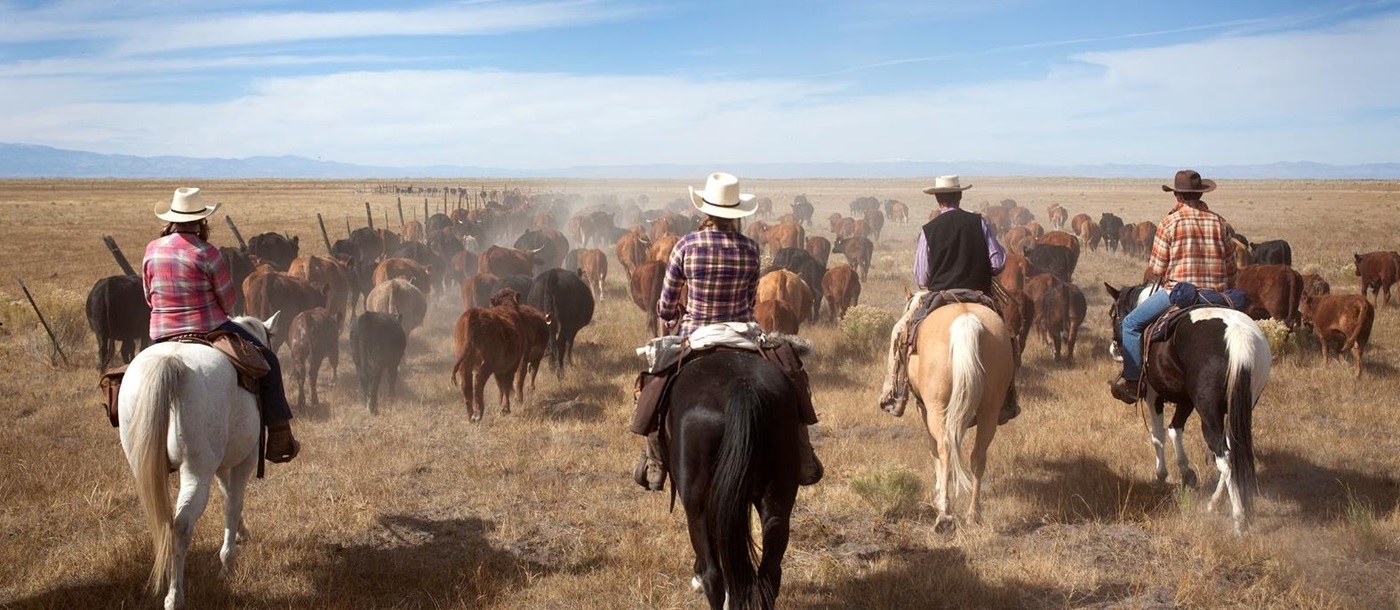 A group of cowboys and cowgirls herding cows around the ranch