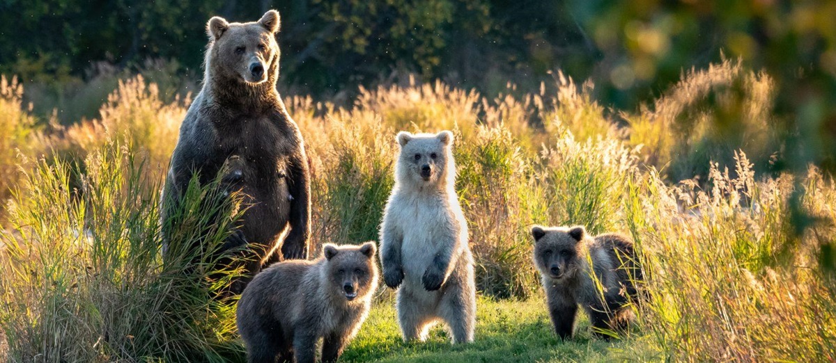 A family of bears spotted in Alaska