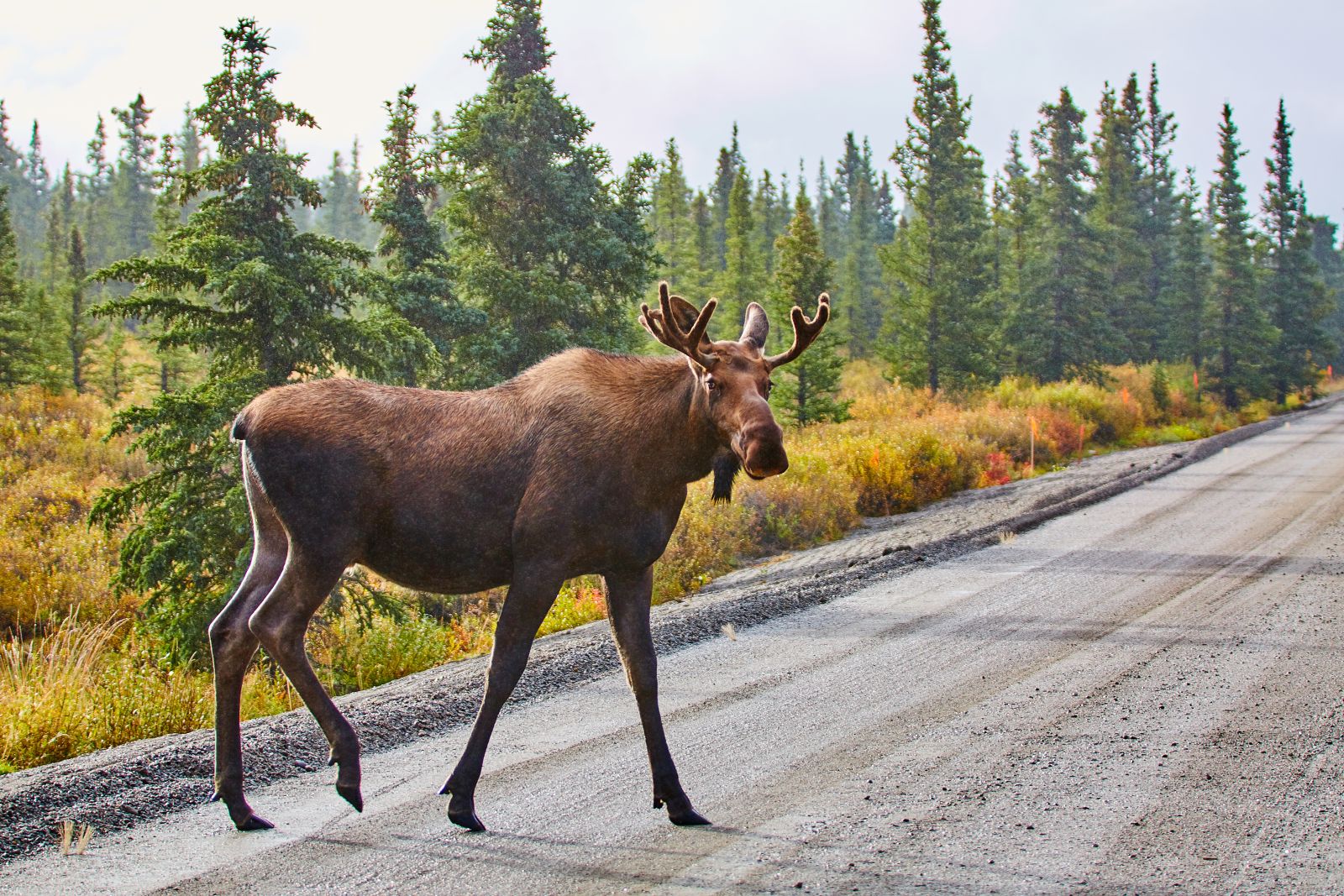 Moose crossing a road in the Denali National Park Alaska