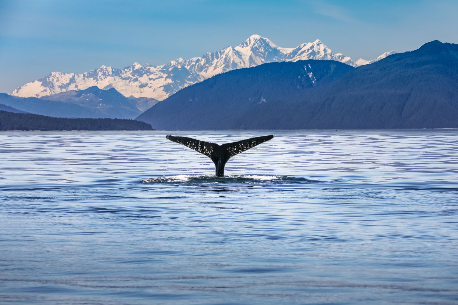 Tail of a whale breaking the surface of the water in Alaska