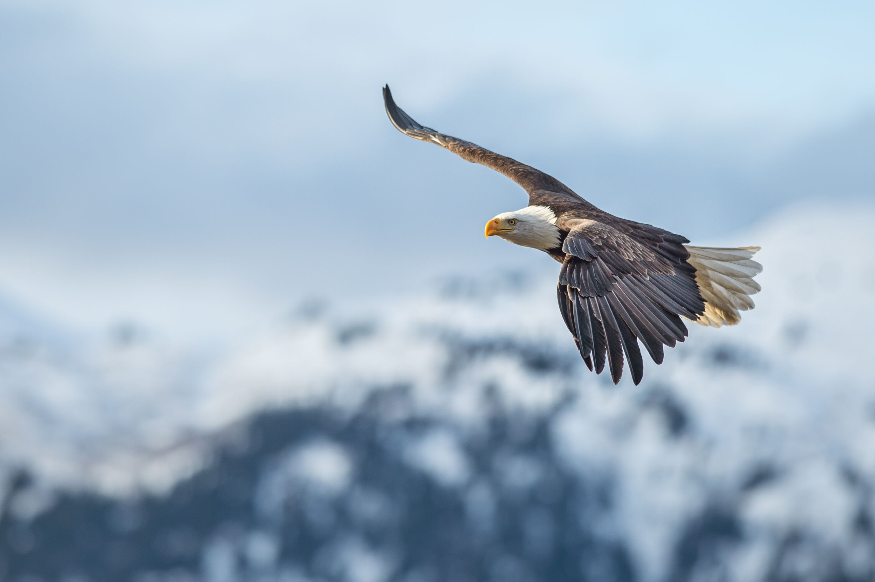 American bald eagle seen in the Kenai Mountains, Alaska