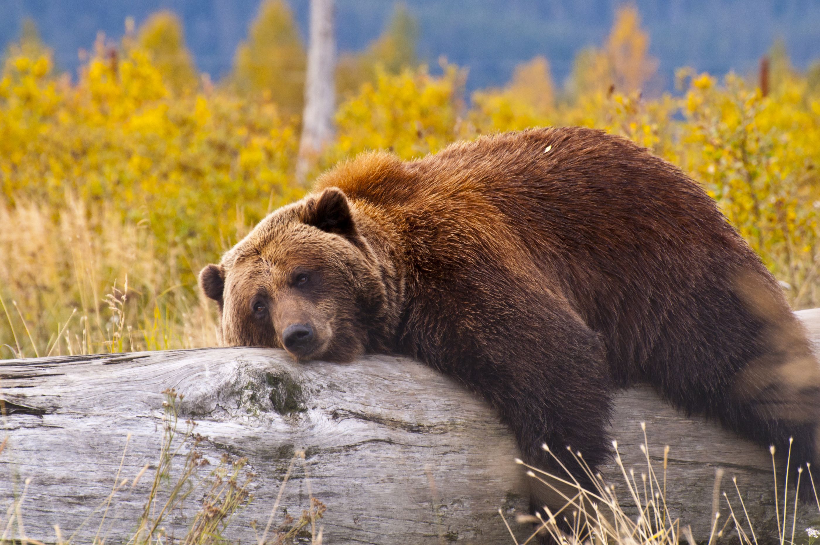 Brown bear sleeping on log, USA