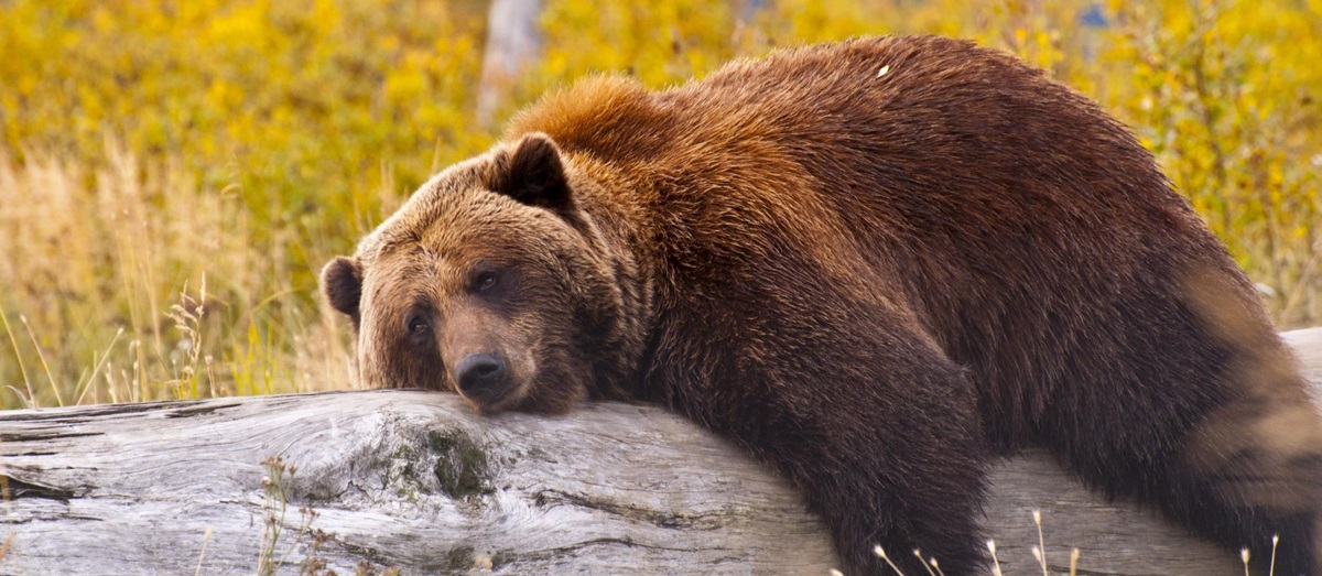 Brown bear sleeping on log, USA