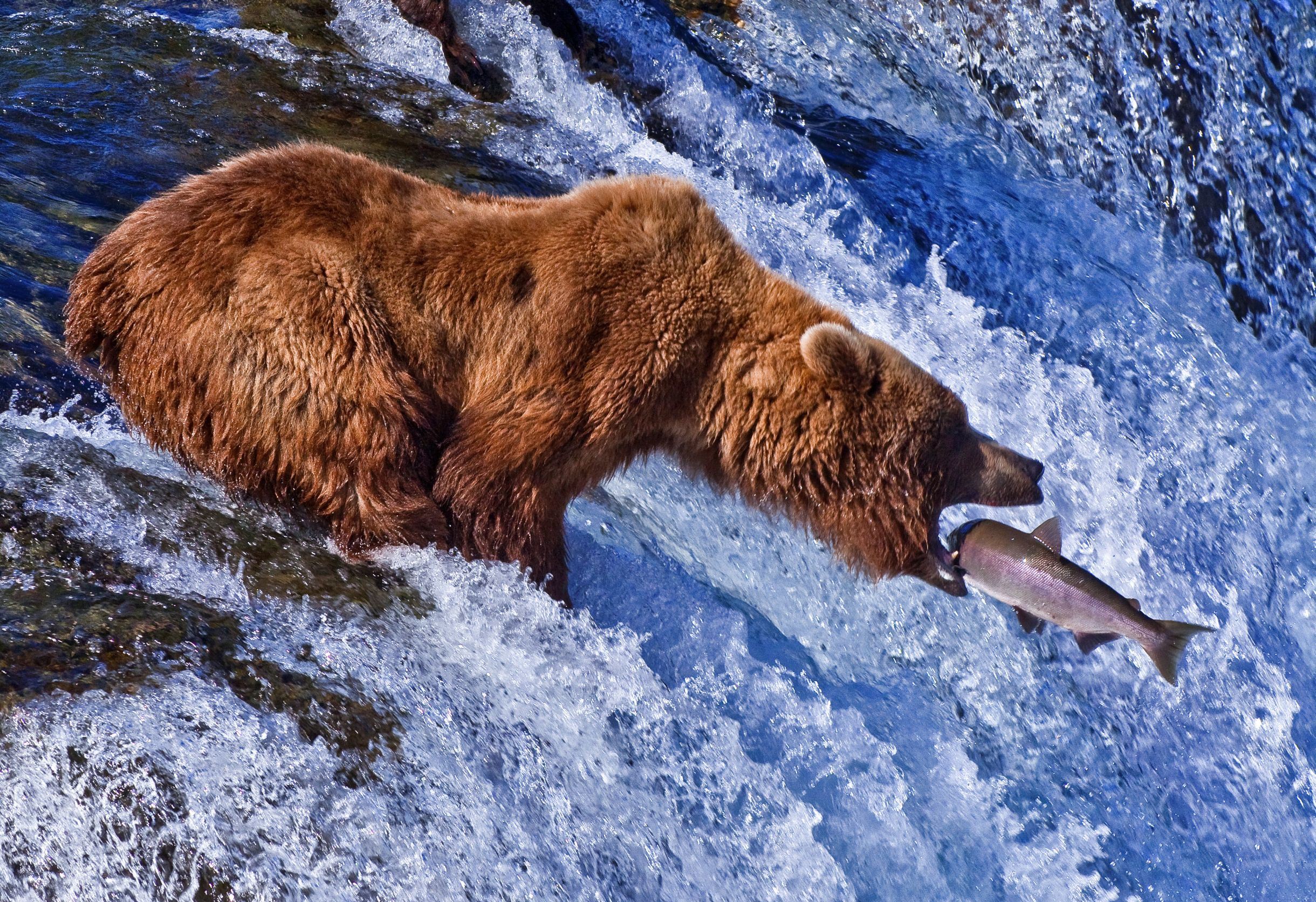 Brown bear catching salmon in Katmai National Park, USA