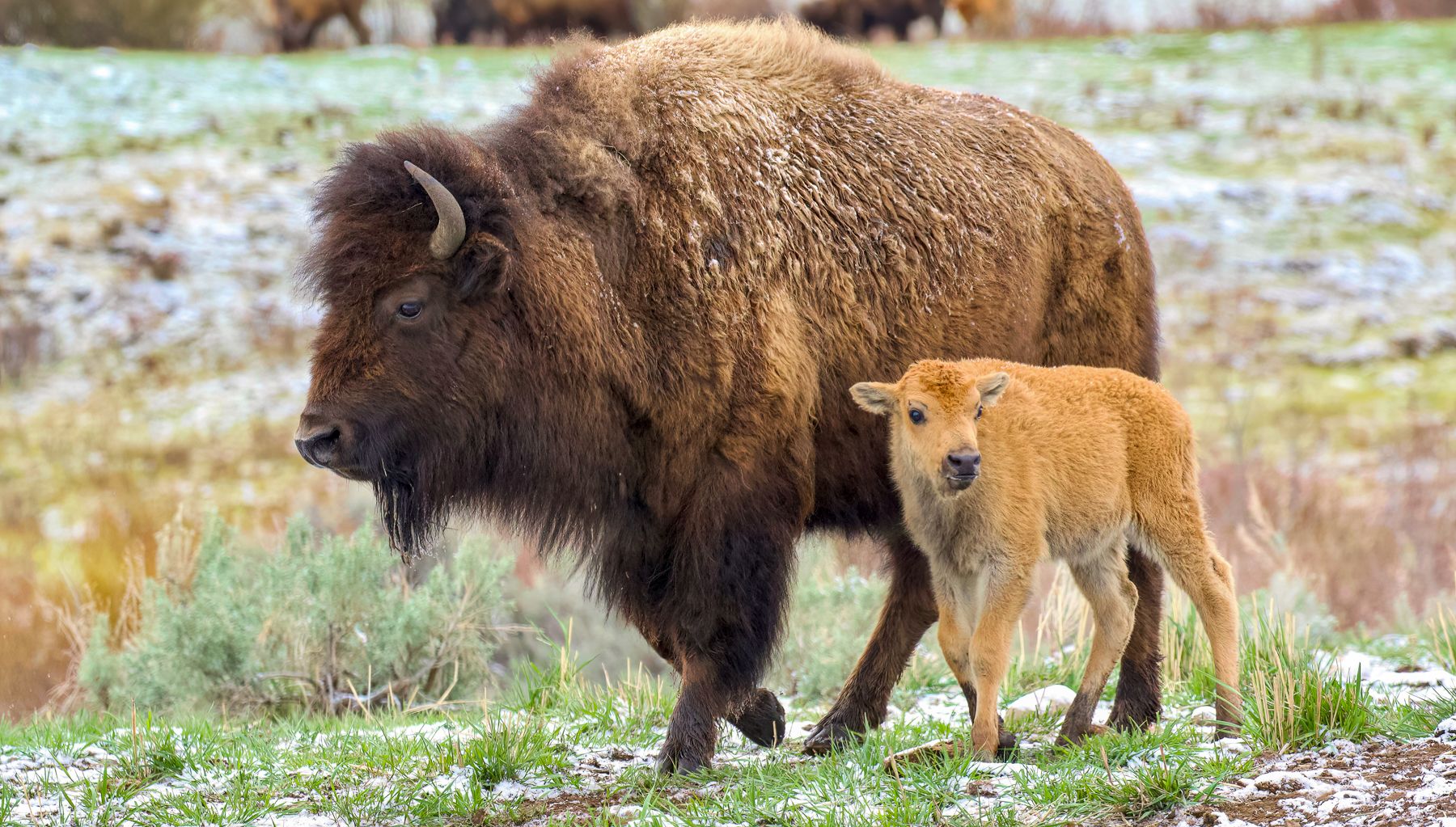 A bison and calf photographed in Wyoming