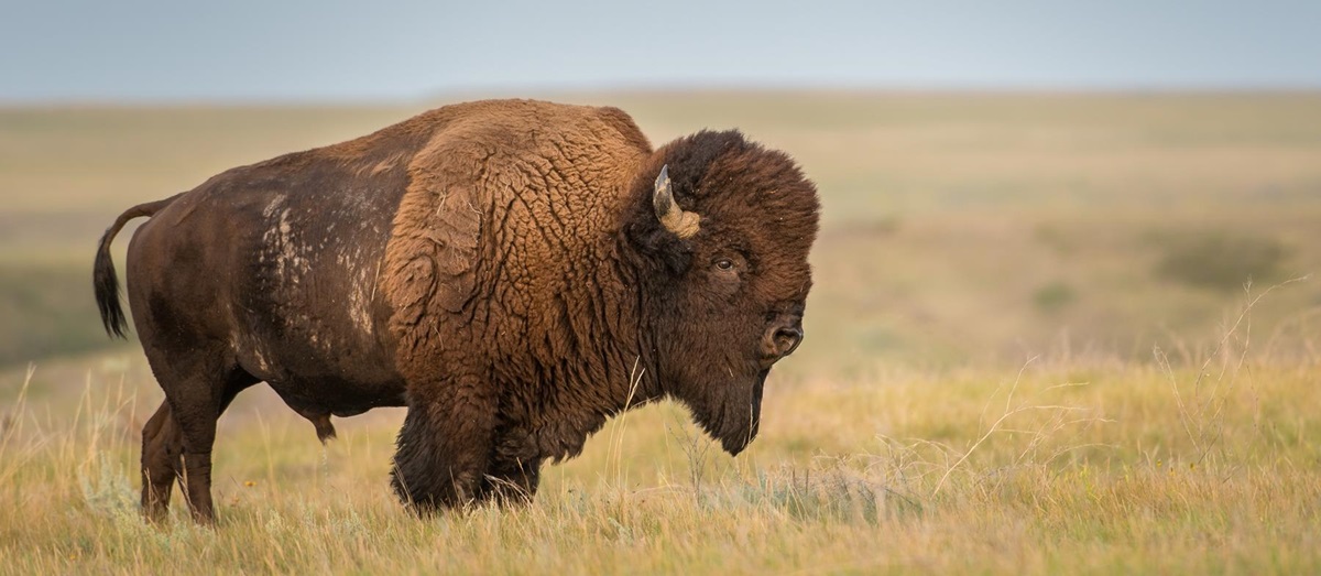 Bison, USA