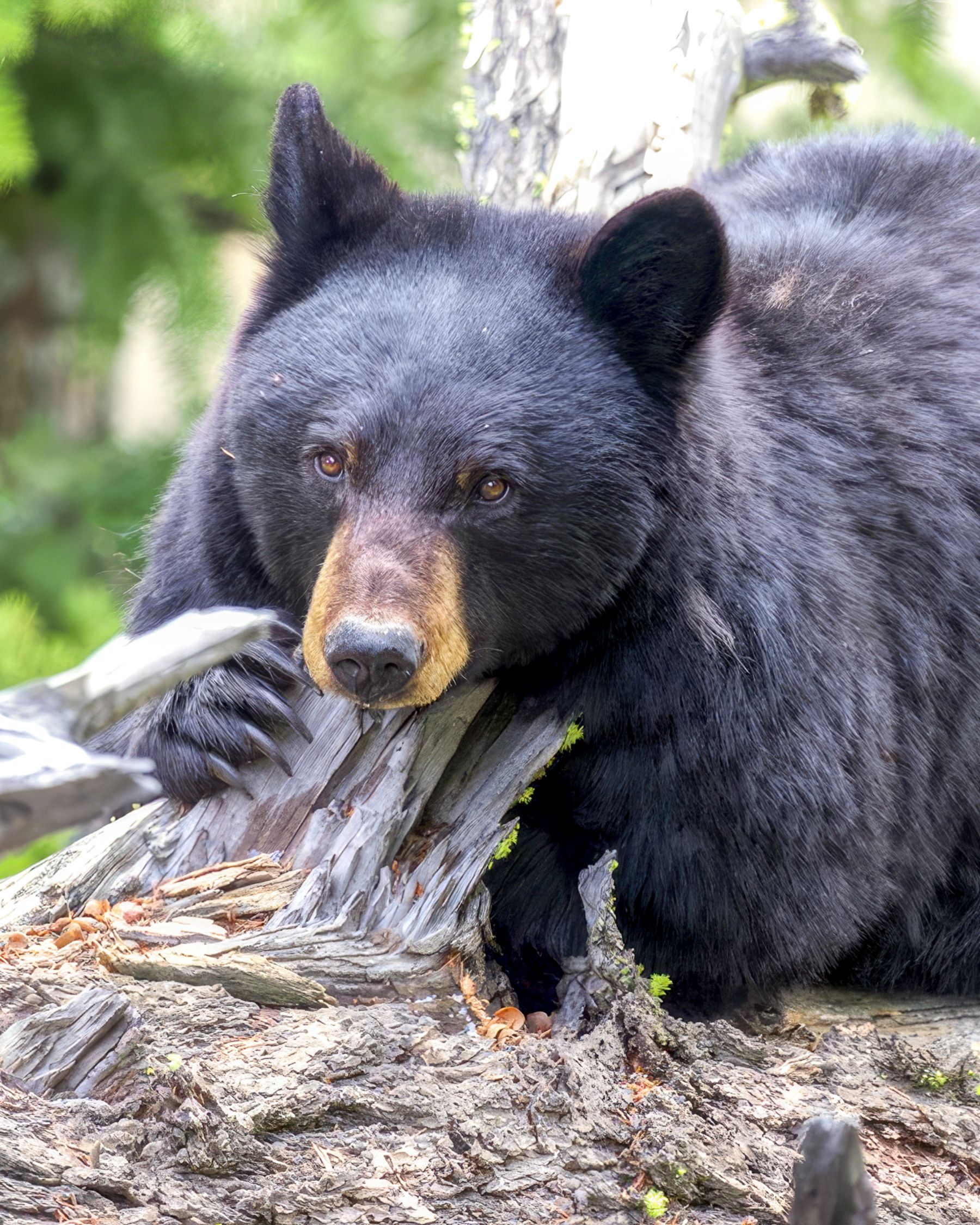 A black bear photographed in Wyoming