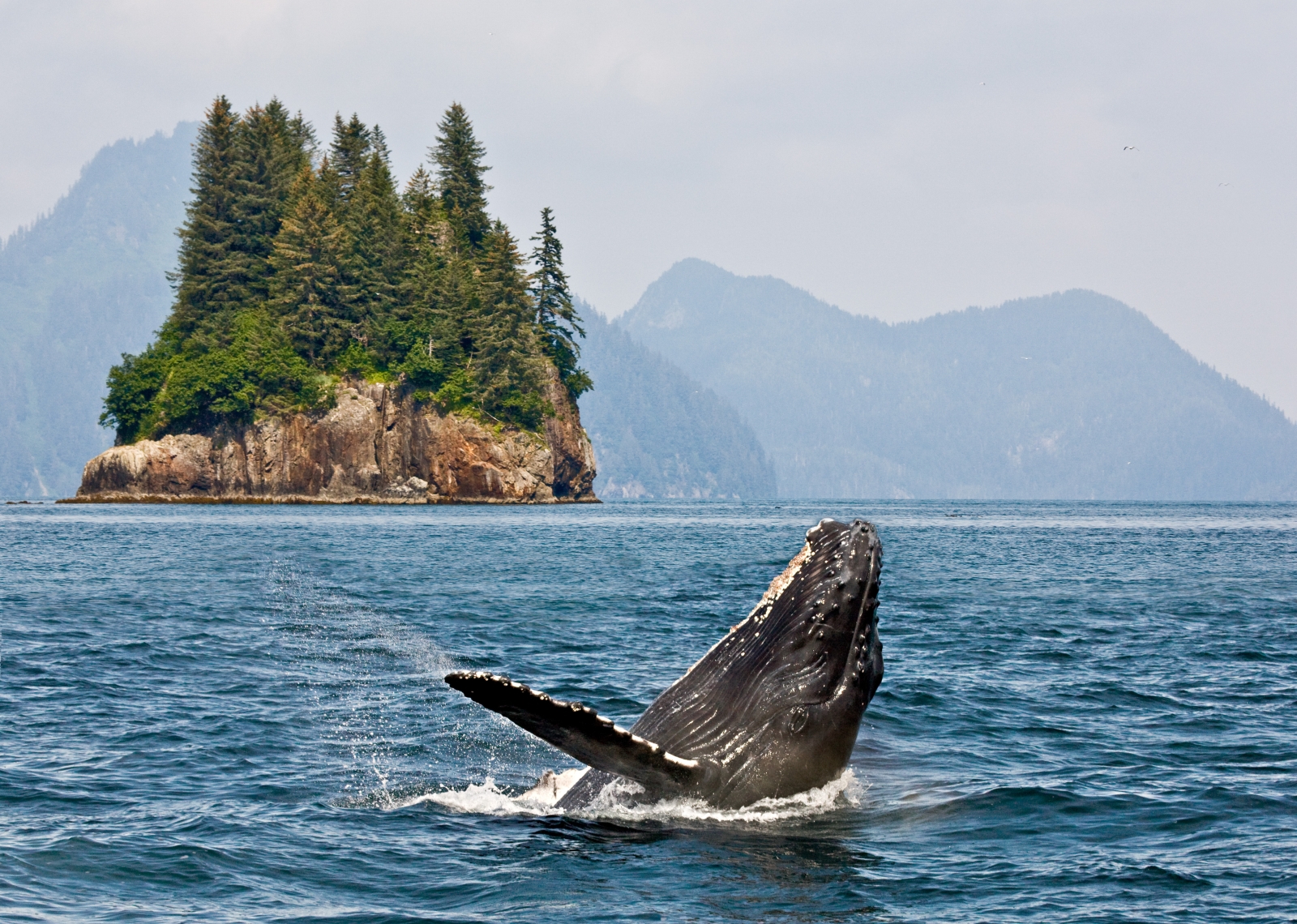 Humpback whale breaching with island in the background