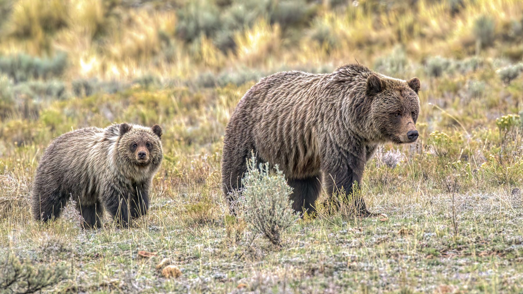 Brown bears photographed in Wyoming