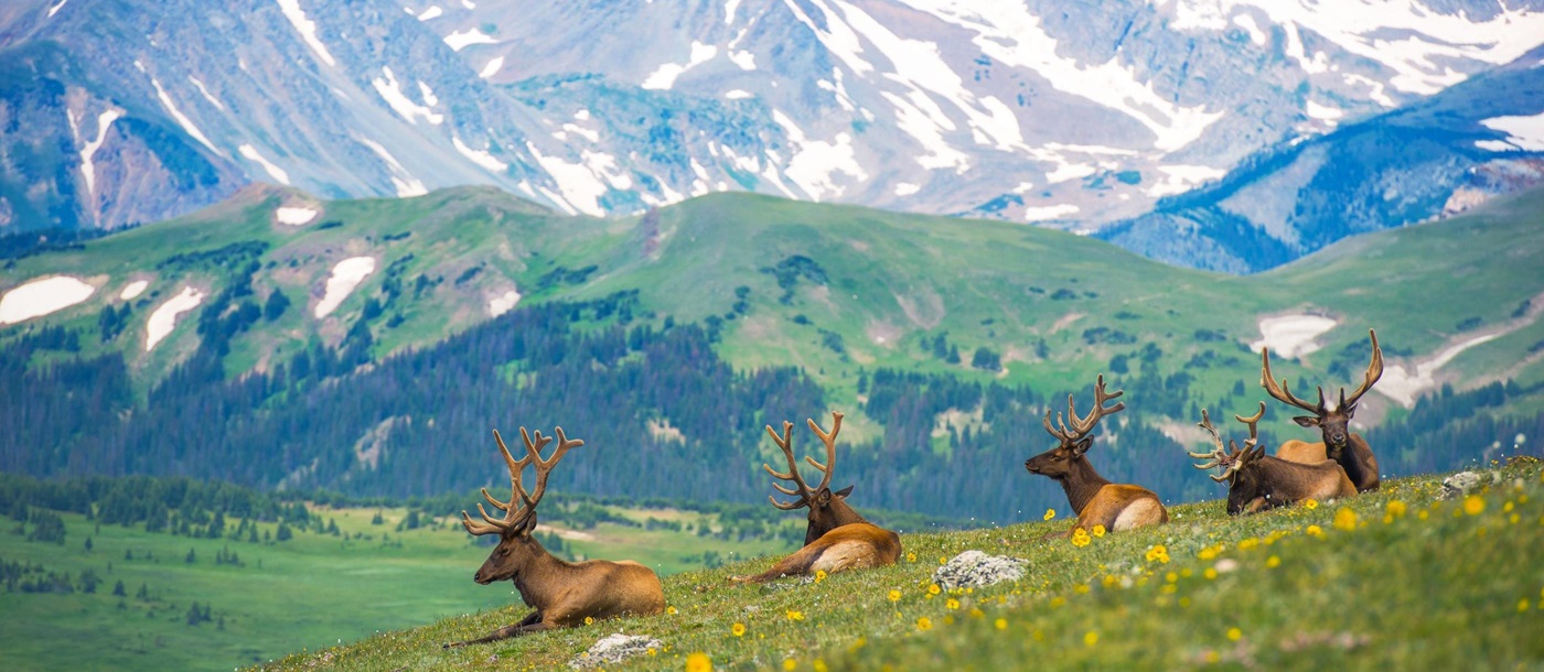 Elks in Colorado, USA