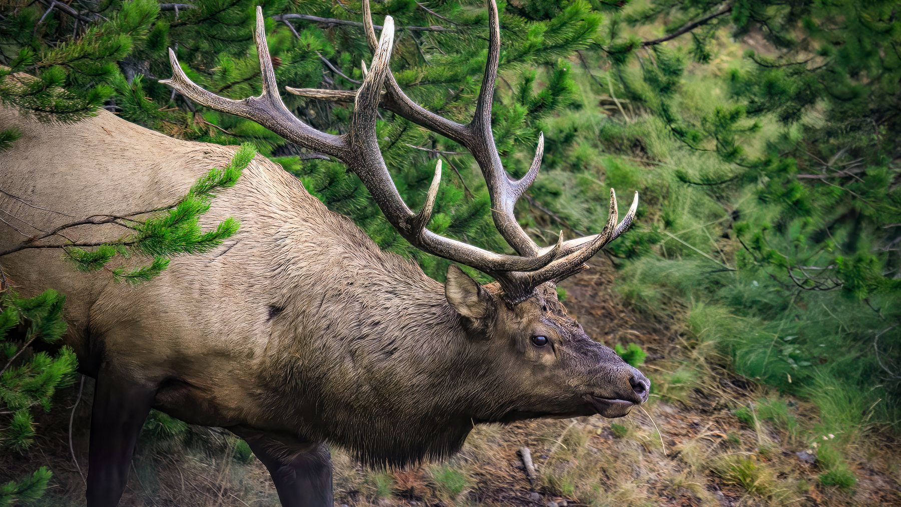 An elk photographed in the forests of Wyoming