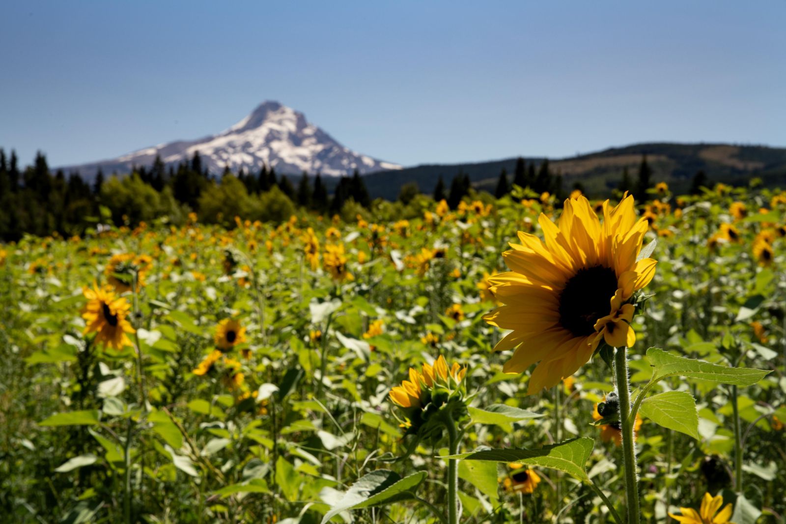 Sunflower vineyard in Oregon
