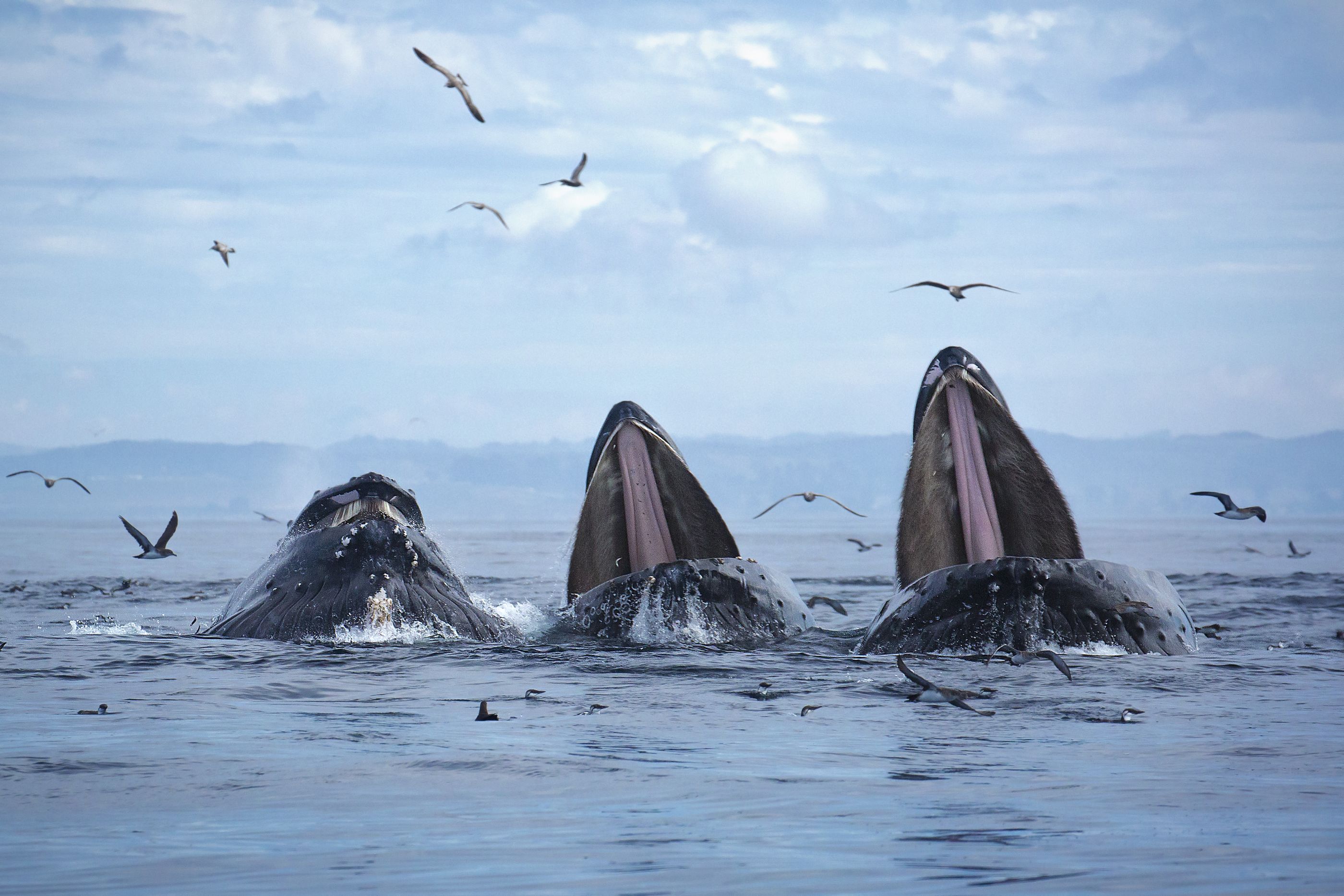 Humpback whales in Monterey Bay, California, USA