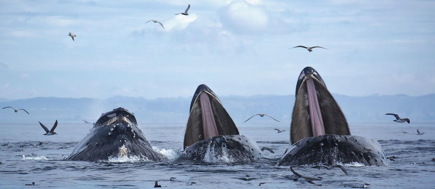 Humpback Whales in Monterey Bay, California, USA