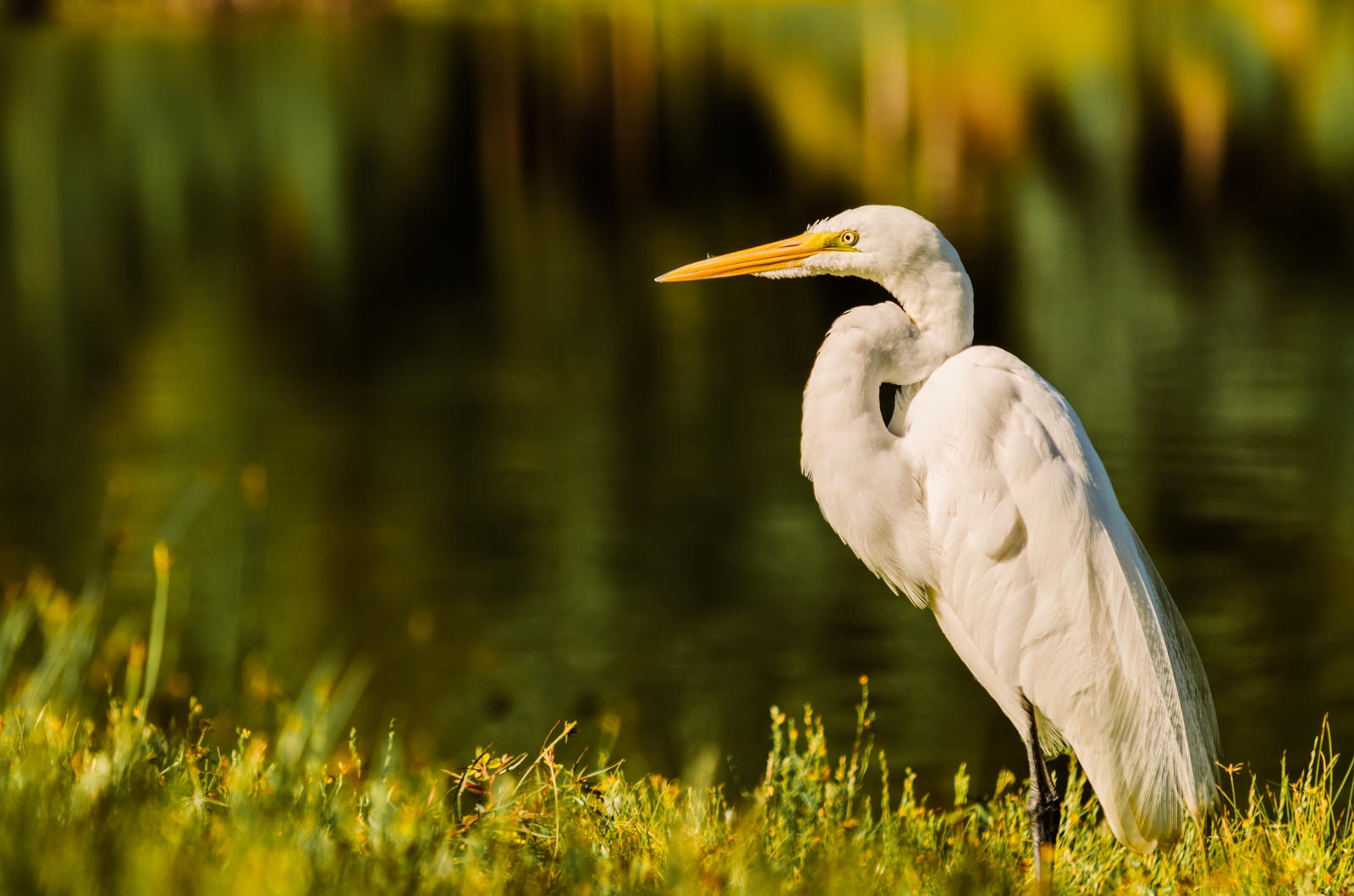 An egret by a lake