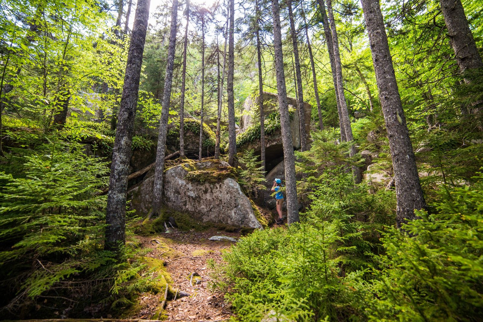Hiker in the forests of New England, USA