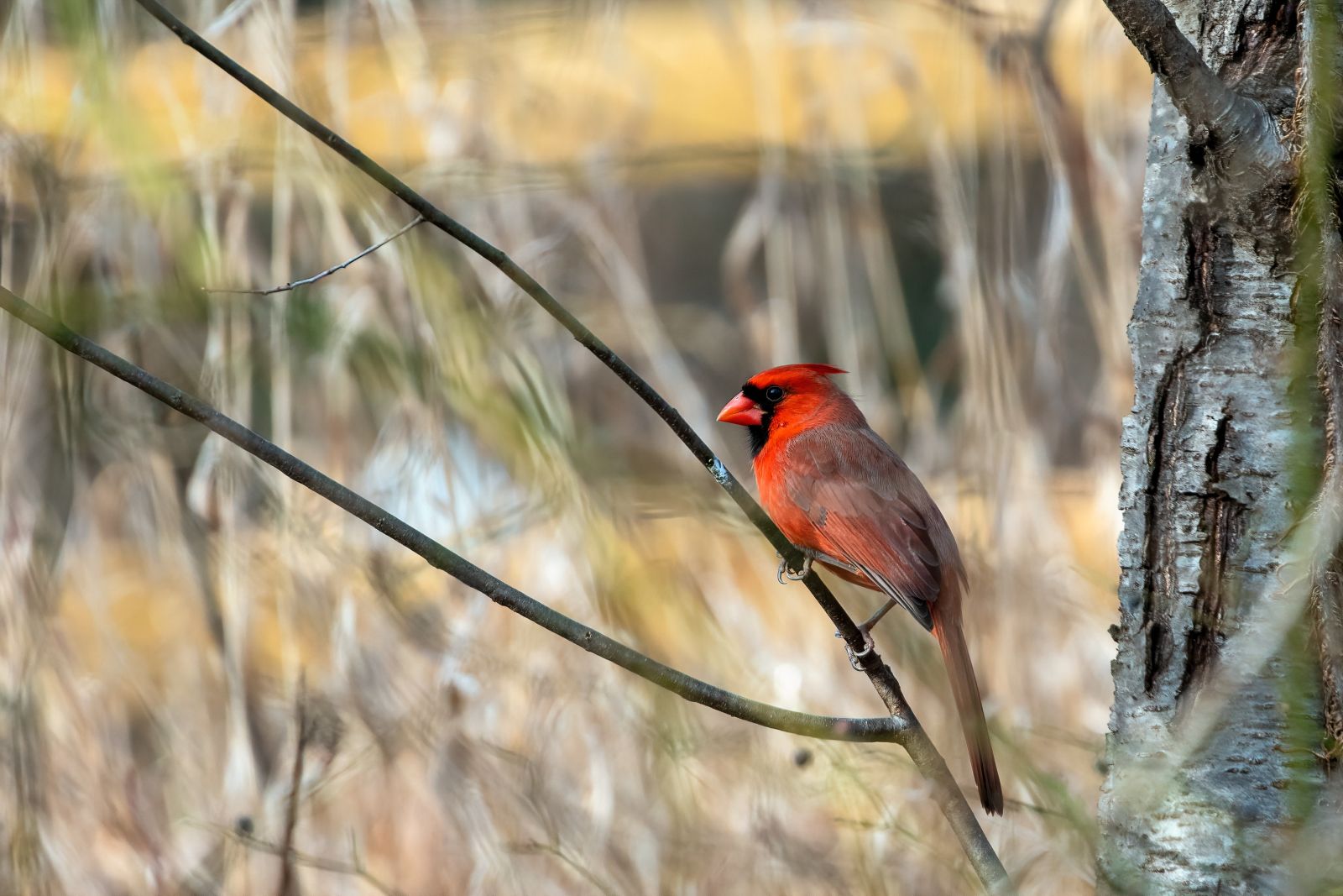 A red cardinal bird in the forests of New England, USA