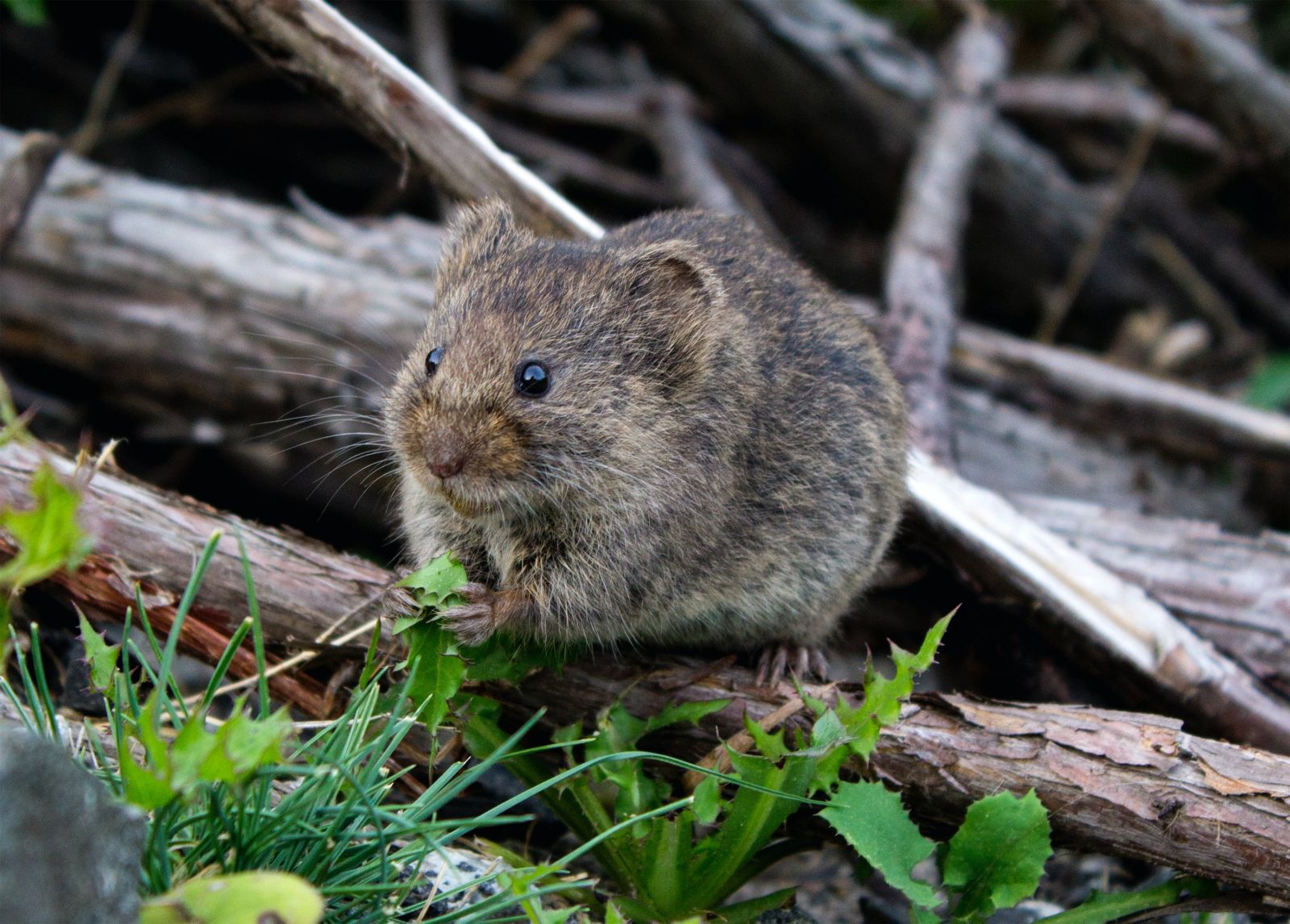 Wildlife in the forests of New England, USA