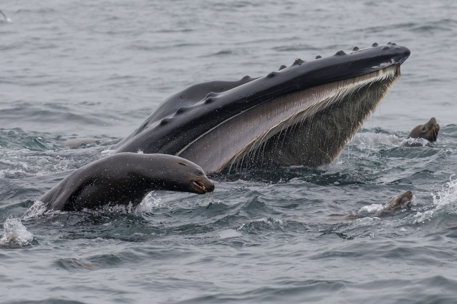 Humpback whale and sea lions off the coast of Monterey in California