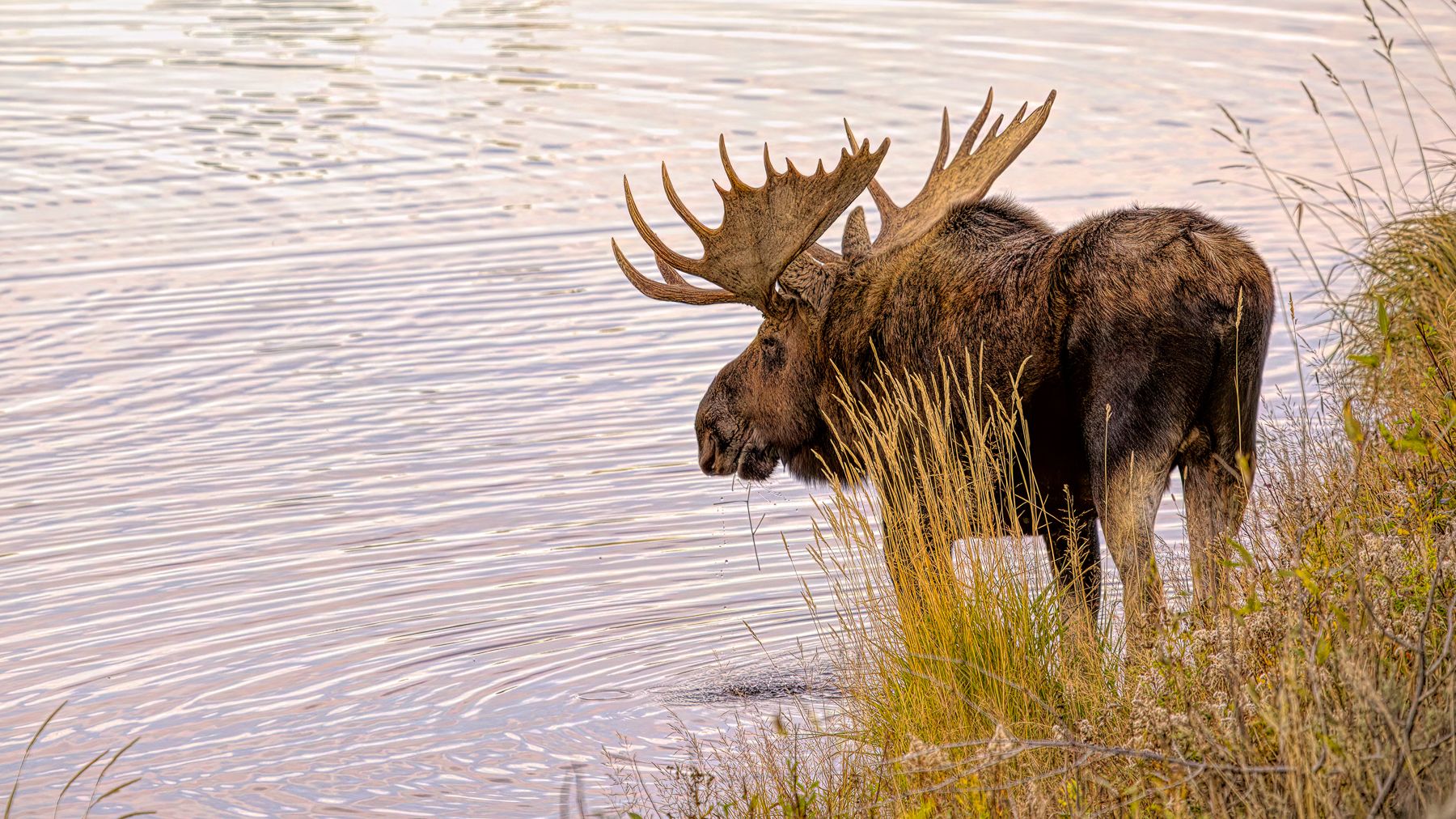 A moose photographed in the river in Wyoming