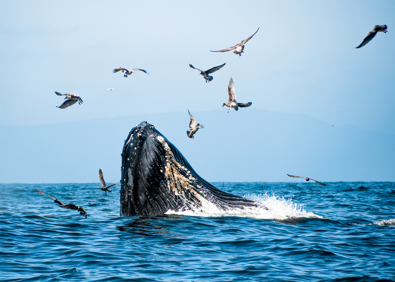 A whale breaching the waters of Moss Landing in California