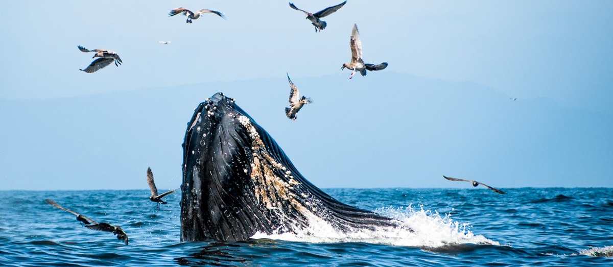A whale breaching the waters of Moss Landing in California
