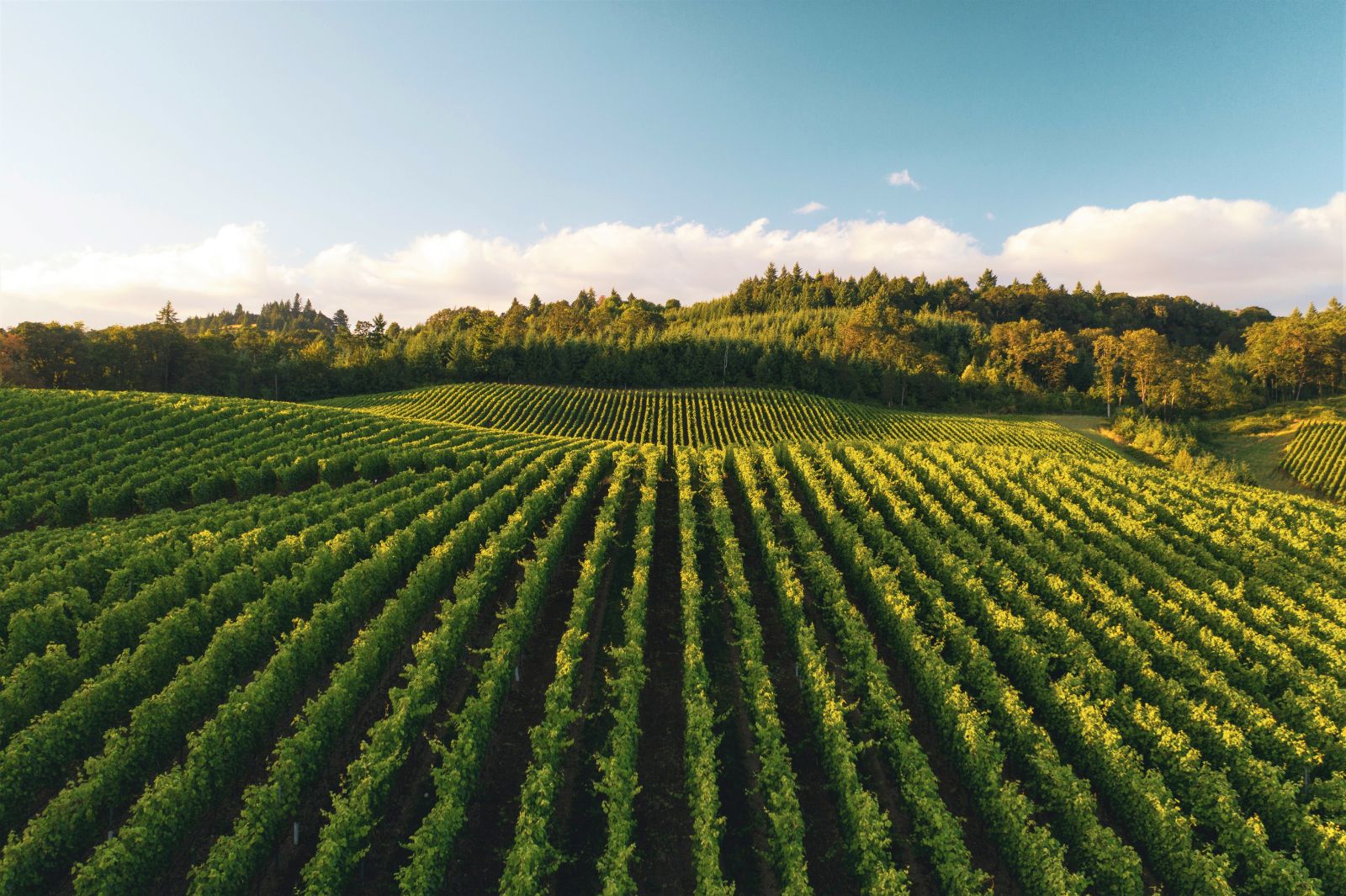 Vineyards in Oregon 