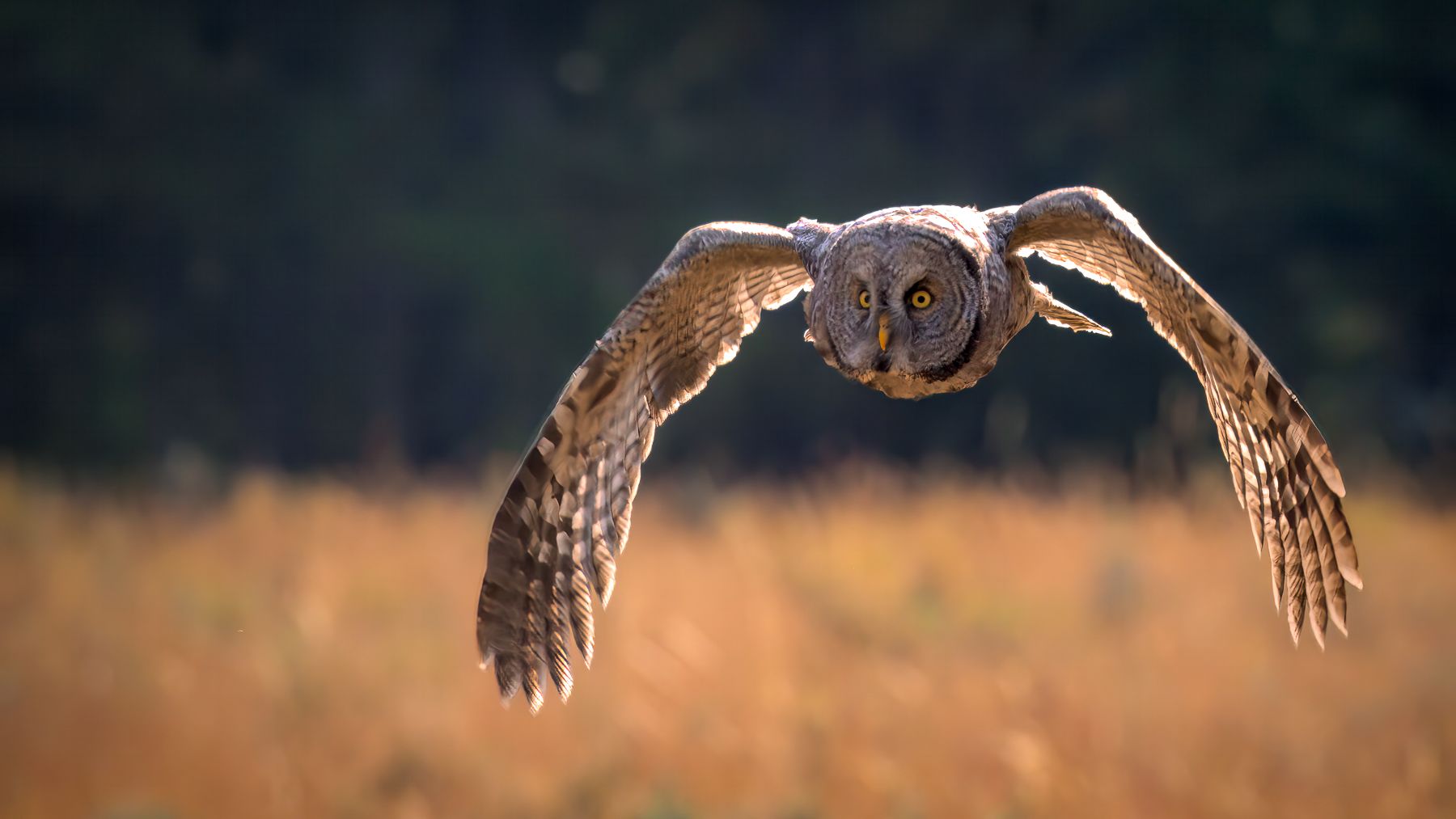 An owl flying over a meadow in Wyoming