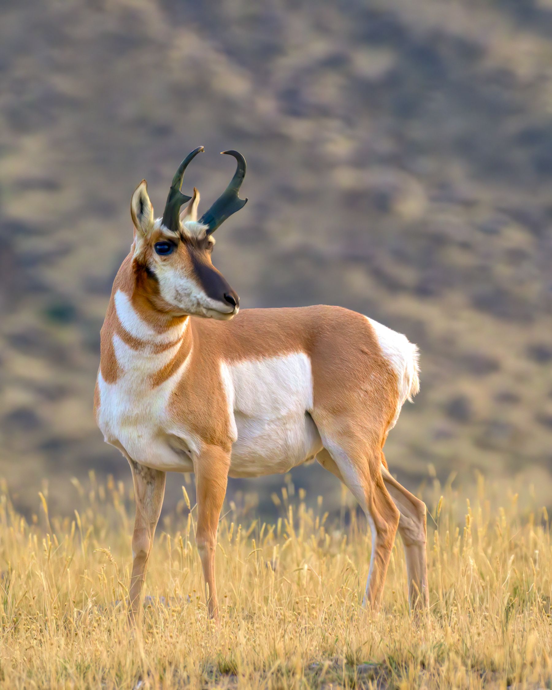 A pronghorn spotted in Wyoming
