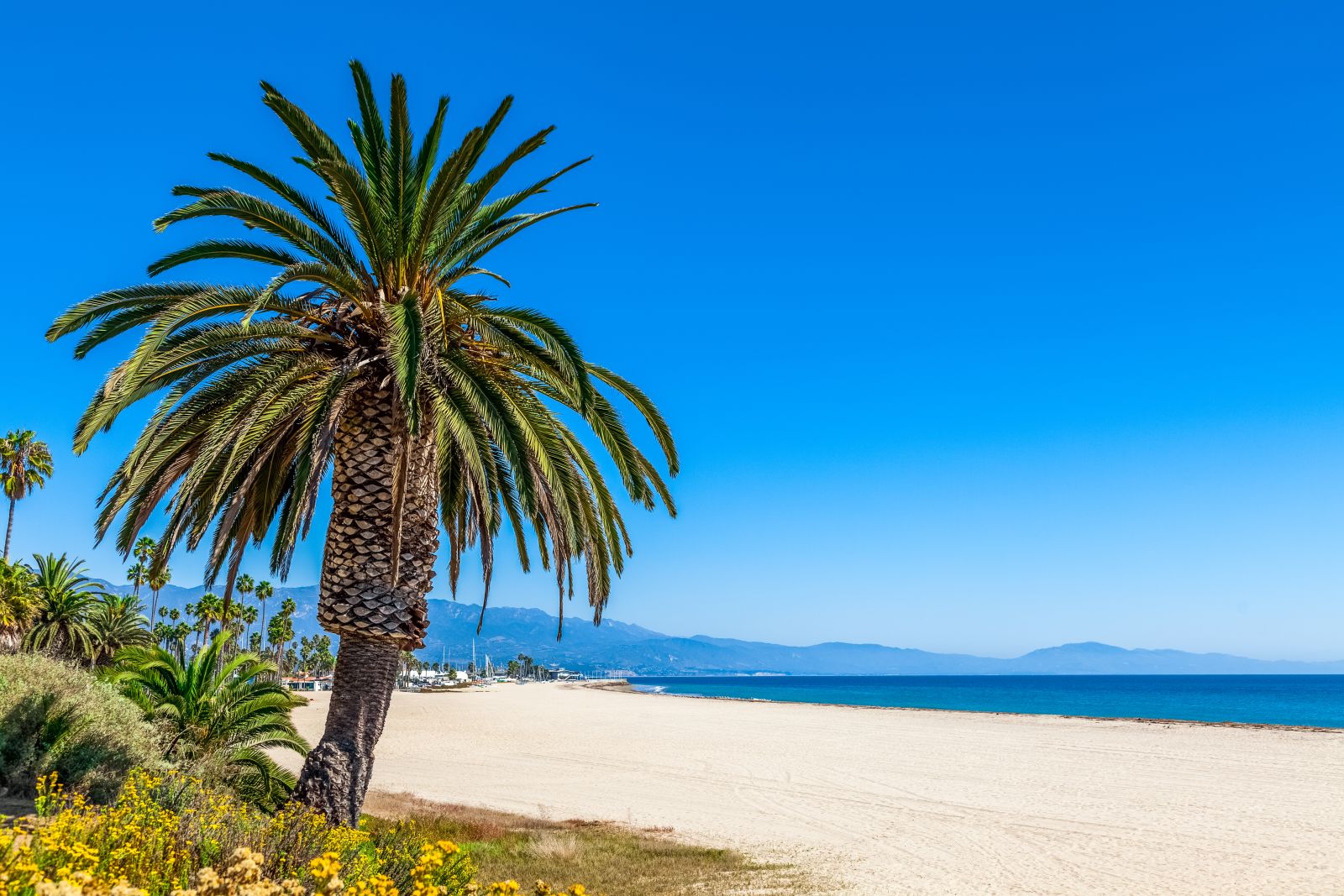 A palm tree and white sand beach near Santa Barbara in California