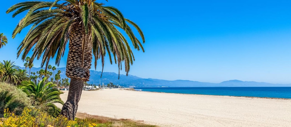A palm tree and white sand beach near Santa Barbara in California